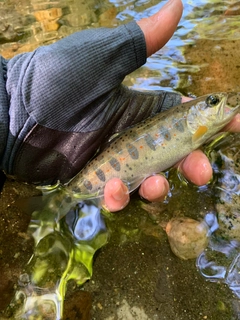 アマゴの釣果