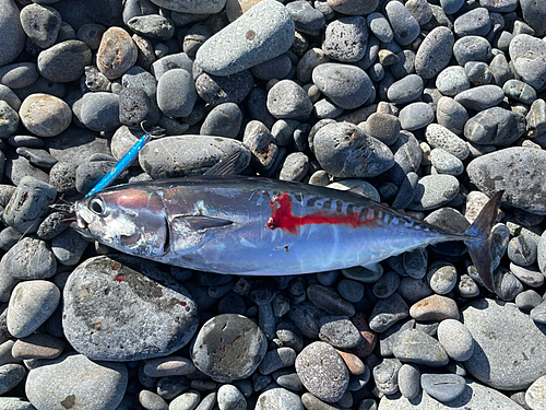 ソウダガツオの釣果