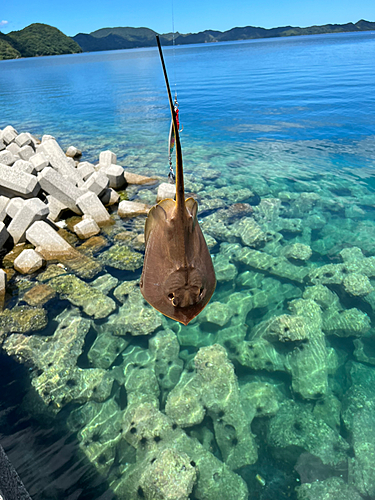 エイの釣果