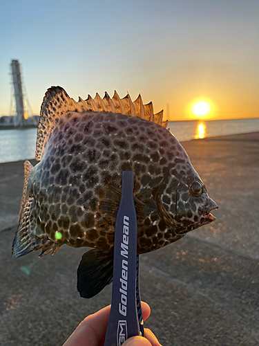 イシガキダイの釣果