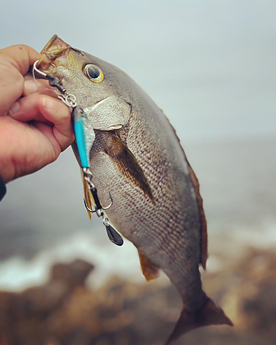 イサキの釣果