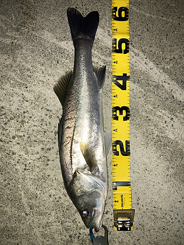 シーバスの釣果