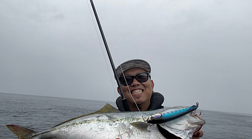 ヤズの釣果