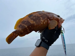 アコウの釣果