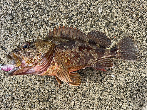 アラカブの釣果