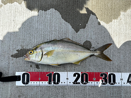 ショゴの釣果