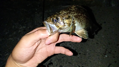 クロソイの釣果