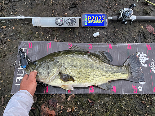 ブラックバスの釣果