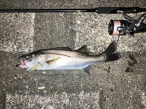 シーバスの釣果