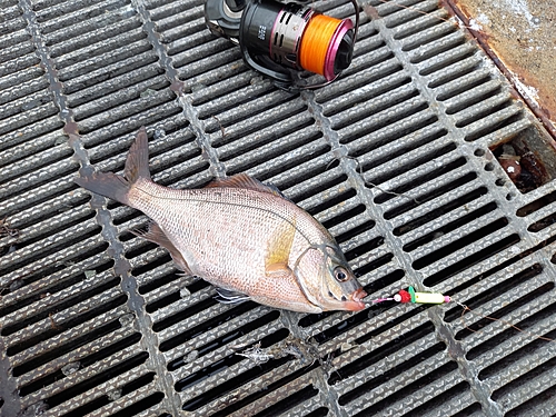 ウミタナゴの釣果