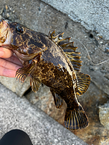 タケノコメバルの釣果