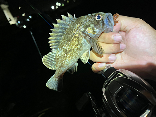 クロソイの釣果