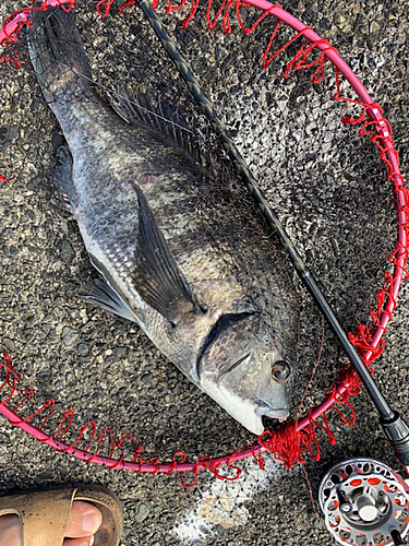 クロダイの釣果