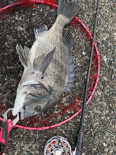 クロダイの釣果