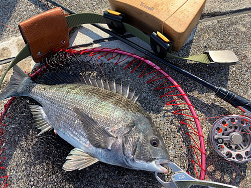 クロダイの釣果