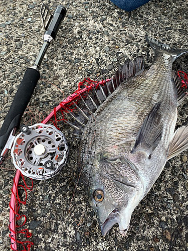 クロダイの釣果