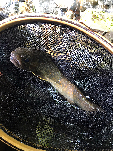 イワナの釣果