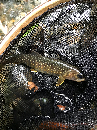 イワナの釣果