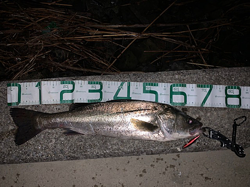 シーバスの釣果