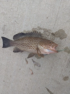 オオモンハタの釣果