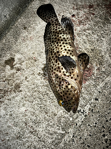 ヤイトハタの釣果