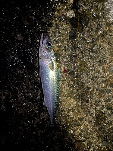 サバの釣果