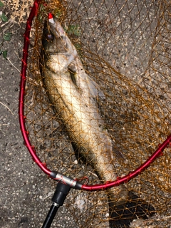 フッコ（マルスズキ）の釣果