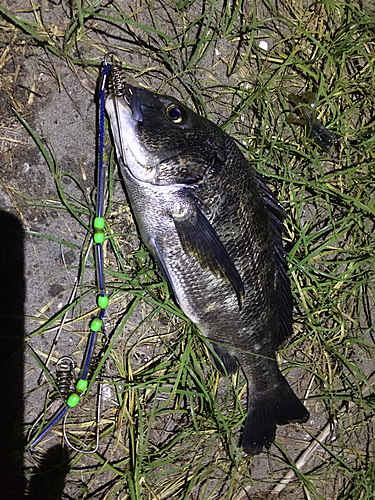 クロダイの釣果