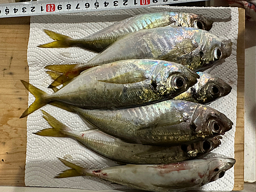 マアジの釣果