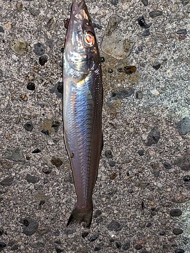キスの釣果