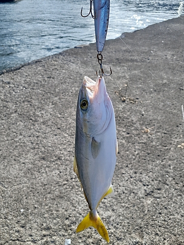 釣果