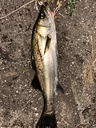 フッコ（マルスズキ）の釣果