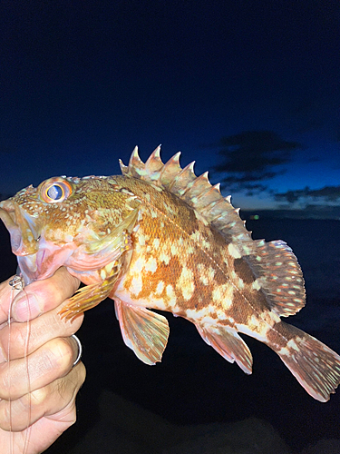 ガシラの釣果