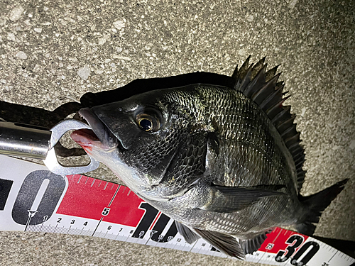 クロダイの釣果