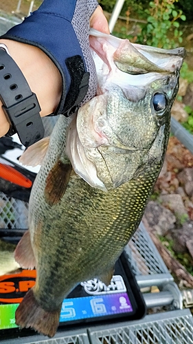 ブラックバスの釣果