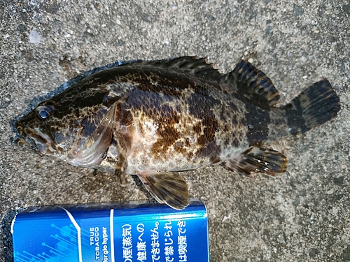 タケノコメバルの釣果