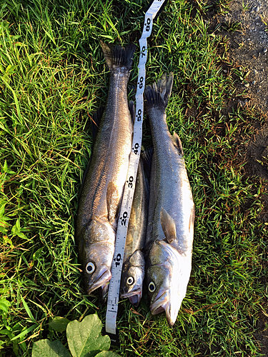 シーバスの釣果