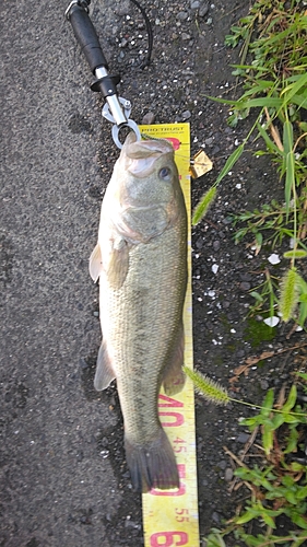 ブラックバスの釣果