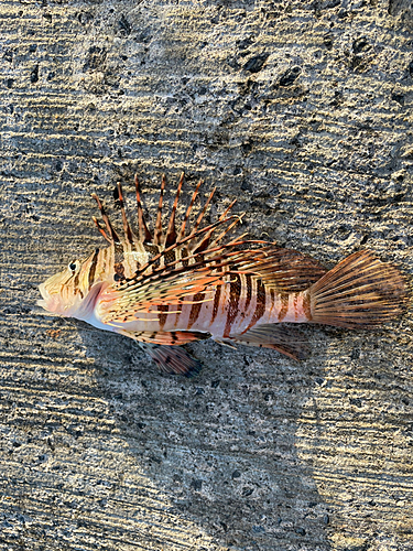 ミノカサゴの釣果