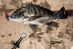 クロダイの釣果