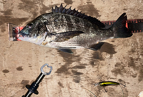 クロダイの釣果