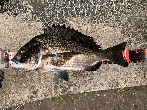 クロダイの釣果