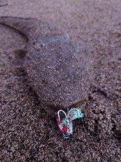 マゴチの釣果