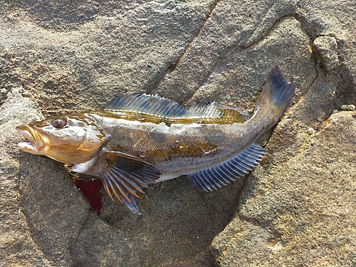 アブラコの釣果