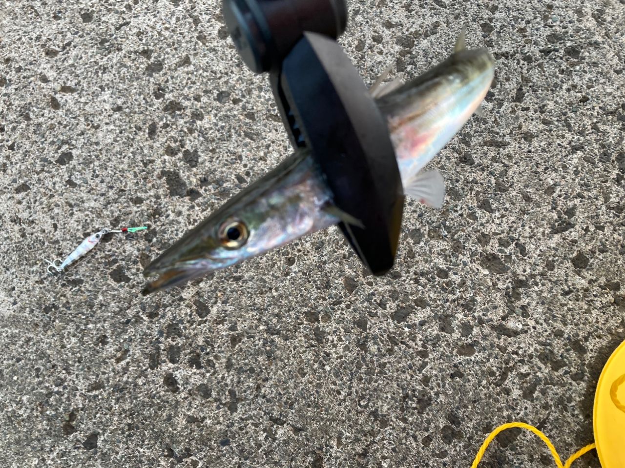 カマス