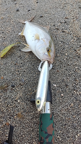 カンパチの釣果