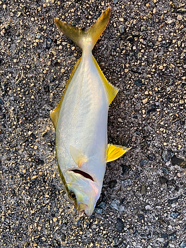 ショゴの釣果