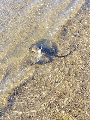 アカエイの釣果