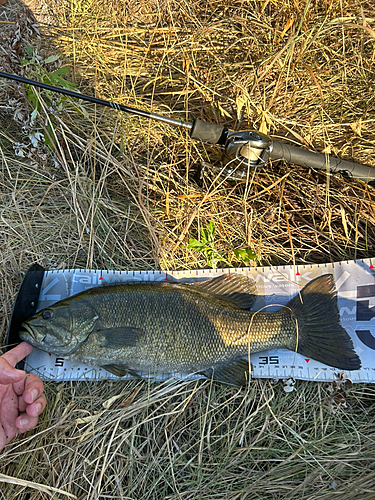 スモールマウスバスの釣果