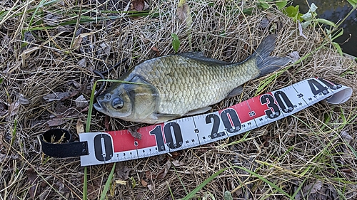 ヘラブナの釣果